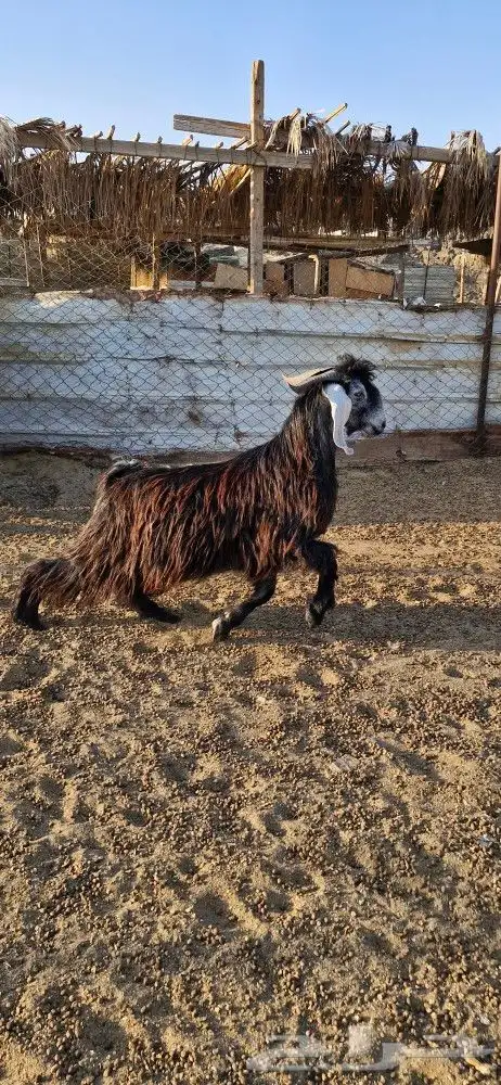 تيس جذع سمين 3