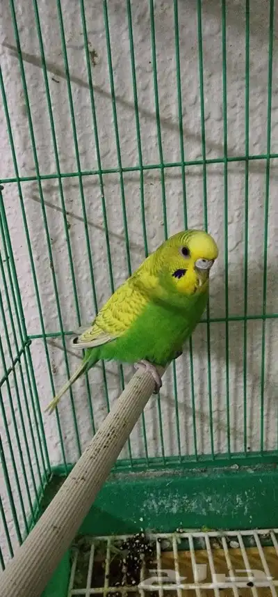 3 روز واحد بدجي 3