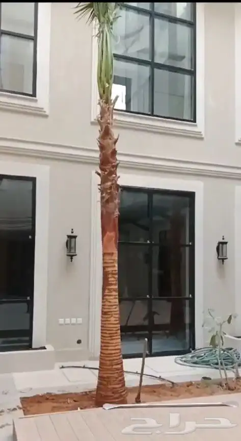 نخل واشنطن بجميع المقاسات 1