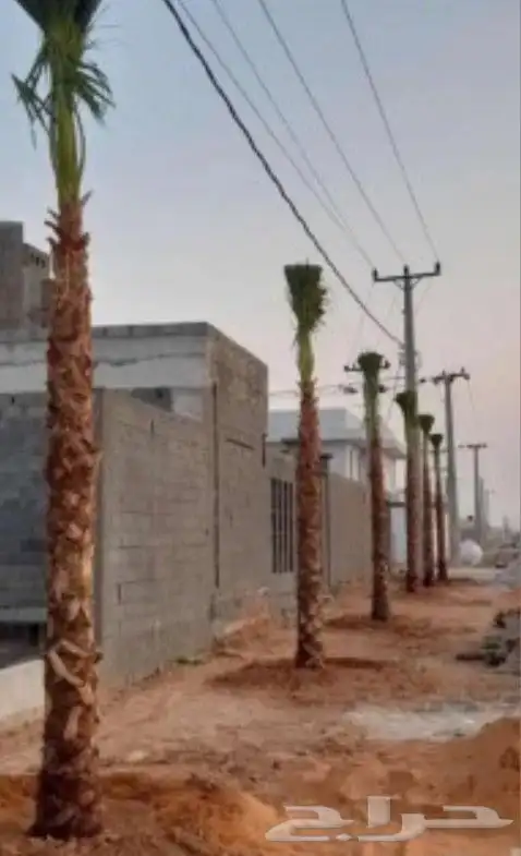 نخل واشنطن بجميع المقاسات 10