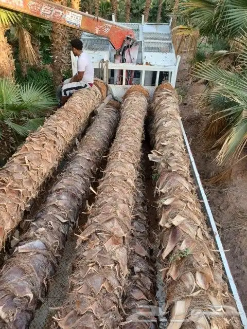 اشجار الزيتون ونخيل وشنطوني 11