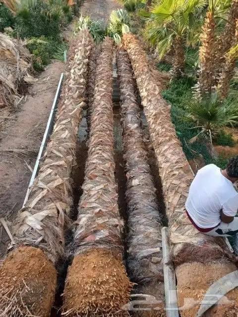 اشجار الزيتون ونخيل وشنطوني 10