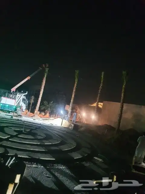 اشجار الزيتون ونخيل وشنطوني 14