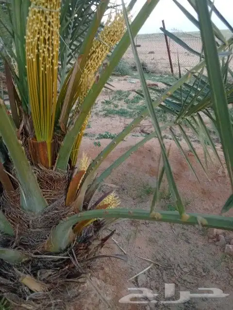 إسلام عليكم ورحمه الله وبركاته اخواني يوجد لدينا نخيل للبيع 2