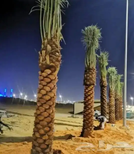 نقوم بتركيب الشبوك والسواتر وتوريد أنخيل وتنفيذ البيوت الترا 1