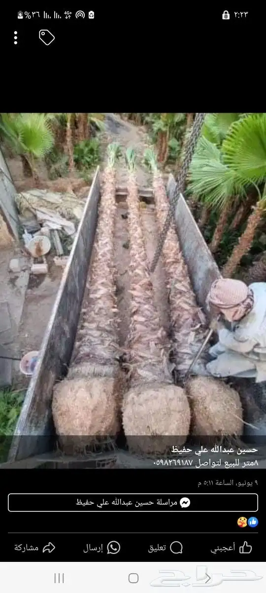 نخل واشنطن بجميع المقاسات 4