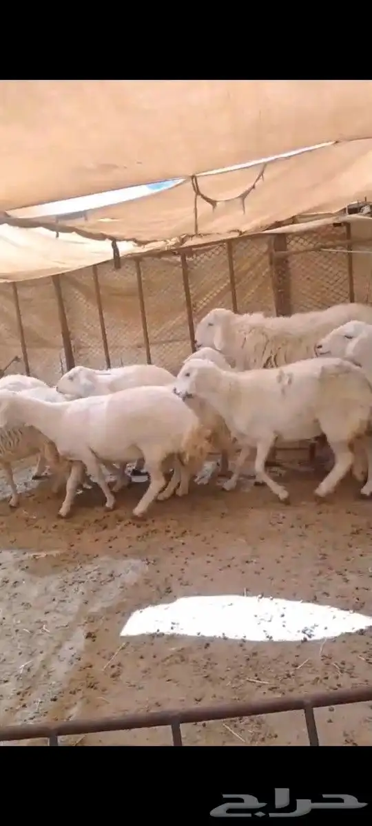 ضان عدد 13 بالفحل دفيع شرط فيها وحده عليها 1 3