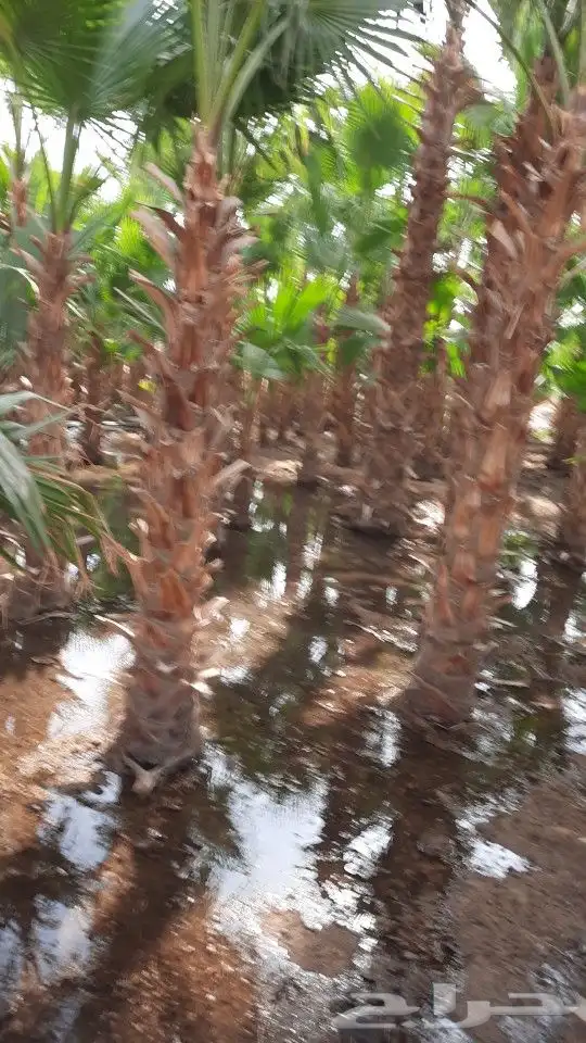 نخل واشنطن بجميع المقاسات 3