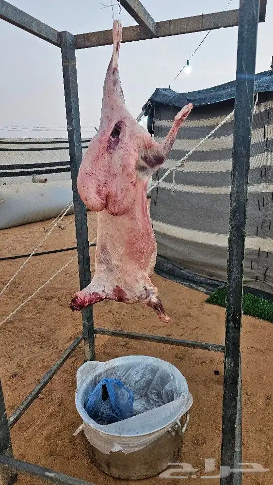 معلم شوي خارجي 1