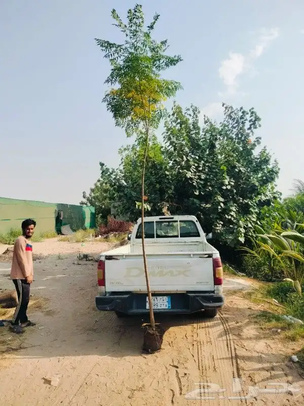 للزراعة وتوريد الاشجار 7