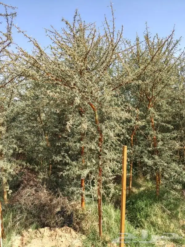 للزراعة وتوريد الاشجار 8