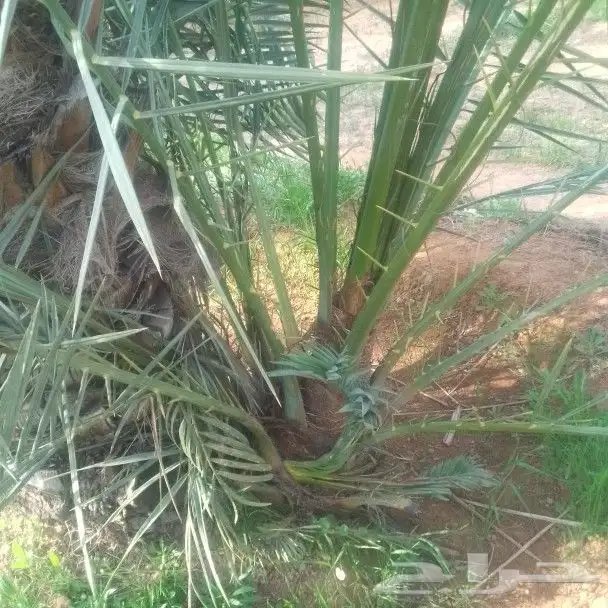 يوجد لا دينا جميع انواع النخيل واشنطني عربي اخلاص 1