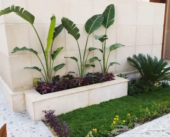 مشتل النبته المميزه 5