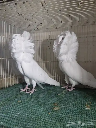 جوز بلجيكي ابيض 0