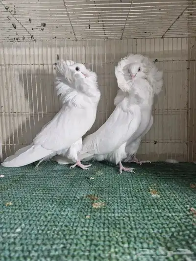 جوز بلجيكي ابيض 2
