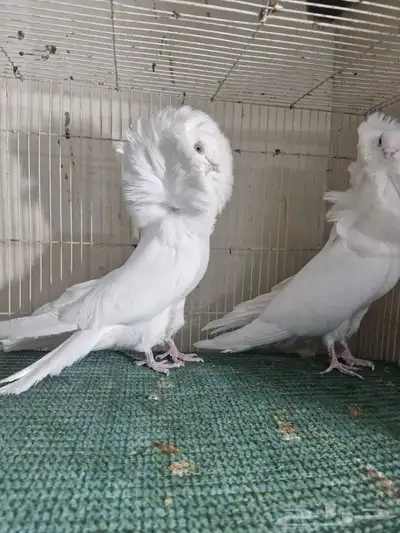 جوز بلجيكي ابيض 3