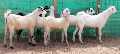 للبيع تيوس ليشيه سمان ومقفلات شحم 4