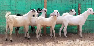 للبيع تيوس ليشيه سمان ومقفلات شحم 6