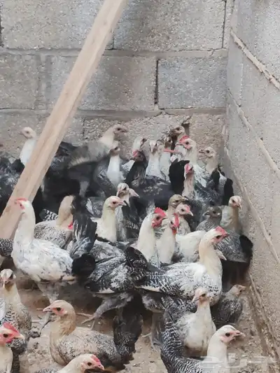 دجاج فيومي شبابي عمره 3اشهر 0