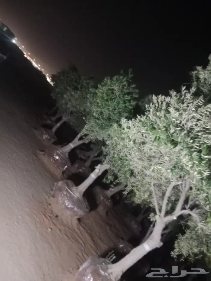 اشجار الزيتون ونخيل وشنطوني 2