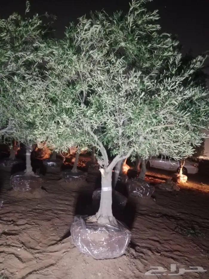اشجار الزيتون ونخيل وشنطوني 1