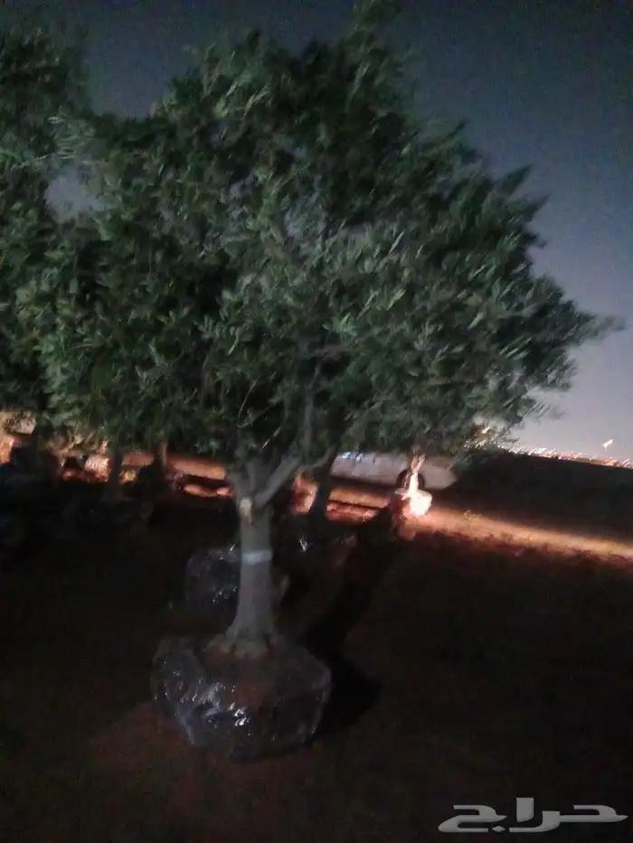 اشجار الزيتون ونخيل وشنطوني 4