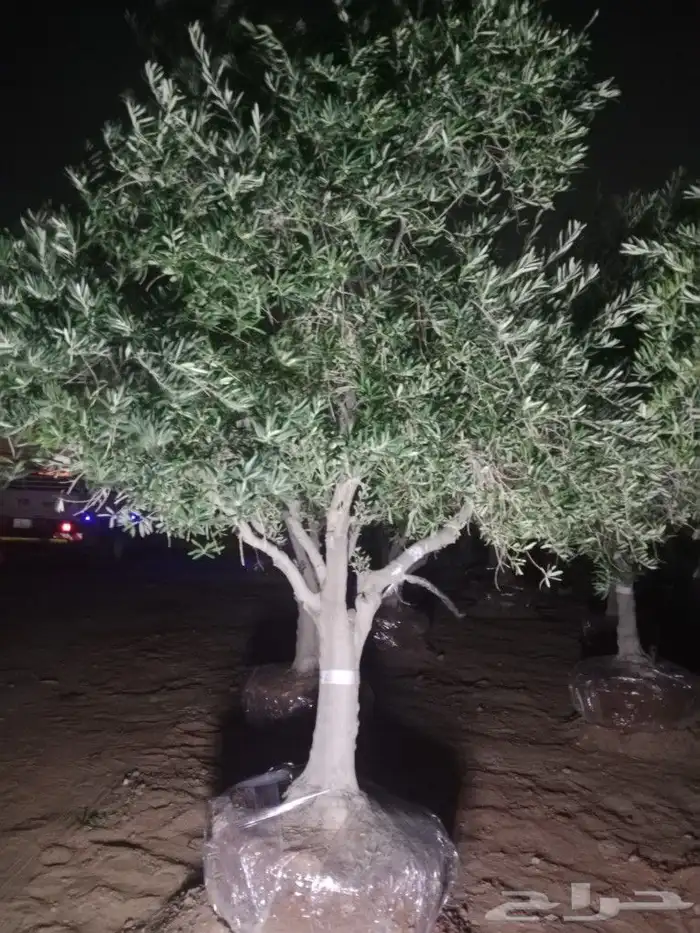 اشجار الزيتون ونخيل وشنطوني 0