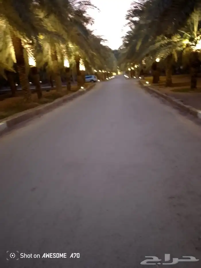 لدينا جميع اشغال النخيل تلقيح النخل تشويك تعديل النخل تكريب 7