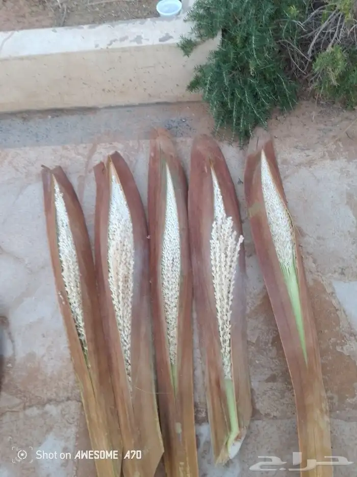 لدينا جميع اشغال النخيل تلقيح النخل تشويك تعديل النخل تكريب 3