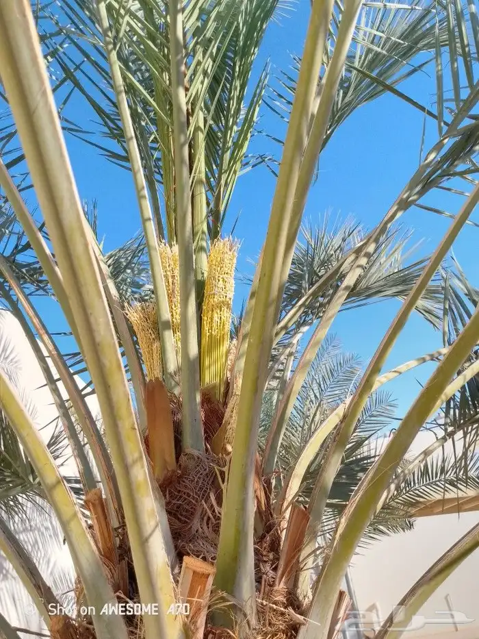 لدينا جميع اشغال النخيل تلقيح النخل تشويك تعديل النخل تكريب 1