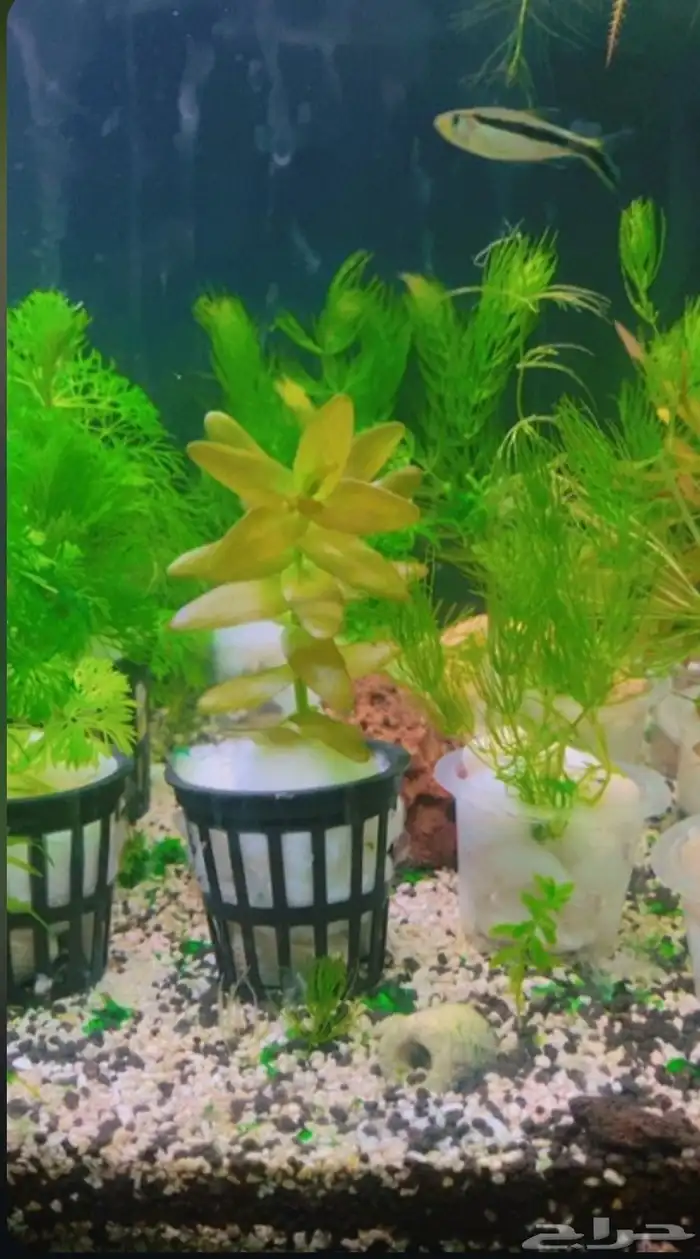 Aquarium Plant s for sale 1
