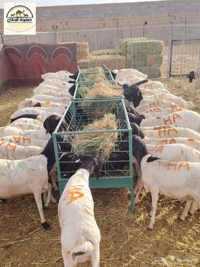 غنم للبيع برابر وتيوس بسعر الجمله 8