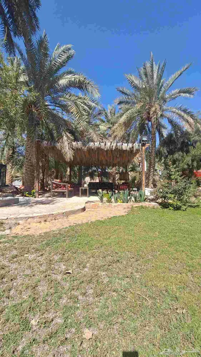 مزرعة ريفية وسط عنيزة للايجار اليومي 150 ريال عرض 7