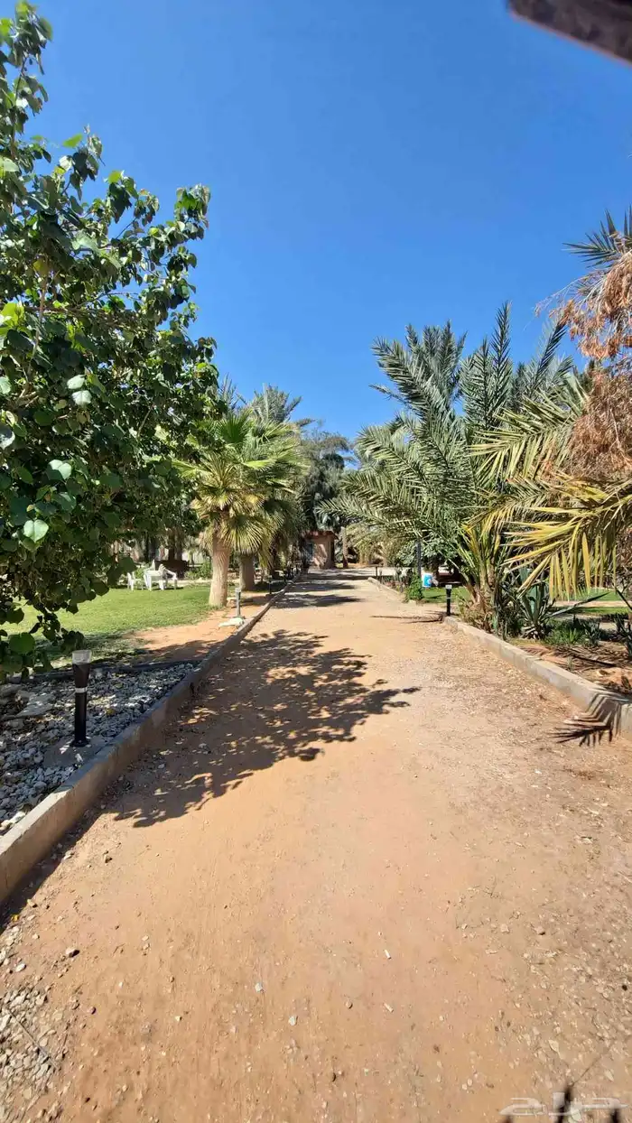 مزرعة ريفية وسط عنيزة للايجار اليومي 150 ريال عرض 0