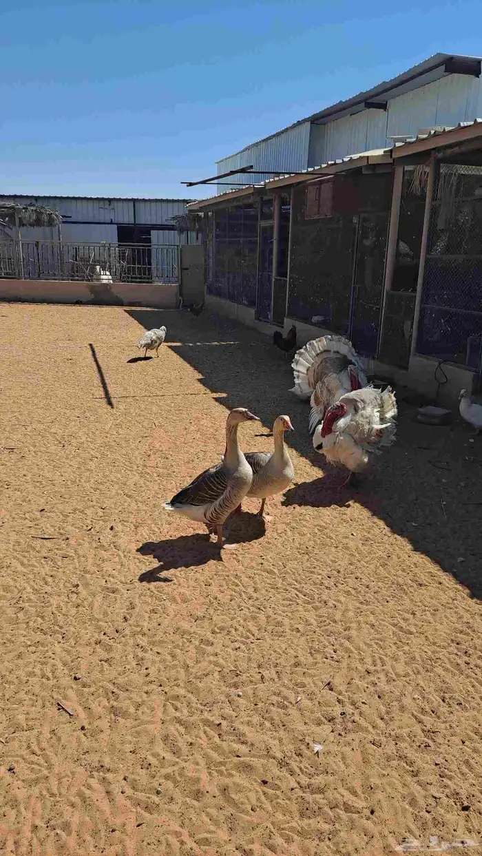 مزرعة ريفية وسط عنيزة للايجار اليومي 150 ريال عرض 1