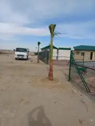 ابوناصر لتوريد جميع انواع النخيل 6