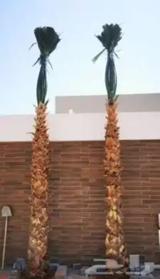 نخل واشنطن 9