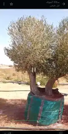 اشجار زيتون معمر واشجار نخيل فتشياء 3