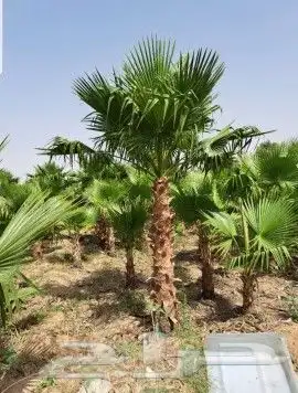 توريد وزراعة النخيل بجميع أنواعه العربي والواشنطني 5