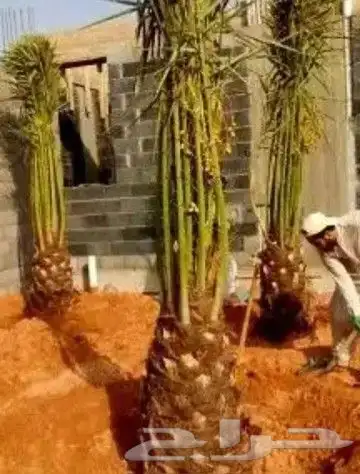 توريد وزراعة النخيل بجميع أنواعه العربي والواشنطني 1