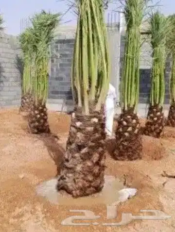 توريد وزراعة النخيل بجميع أنواعه العربي والواشنطني 2