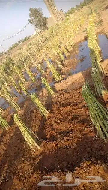 توريد وزراعة النخيل بجميع أنواعه العربي والواشنطني 4
