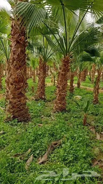 مشتل تنسيق حدائق 3