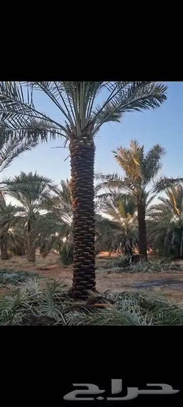 نخل  يوجد لديناء نخيل جميع الانواع 0