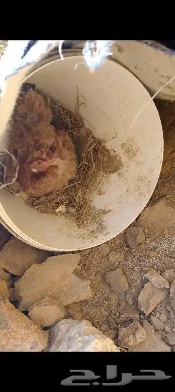 للبيع دجاجه عربي اصيل 0