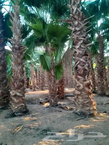 توريد وزراعة النخيل بجميع أنواعه العربي والواشنطني 8
