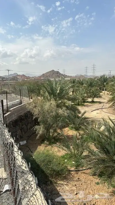مزرعه للبيع بأبار الماشي بالمدينه المنورة 0
