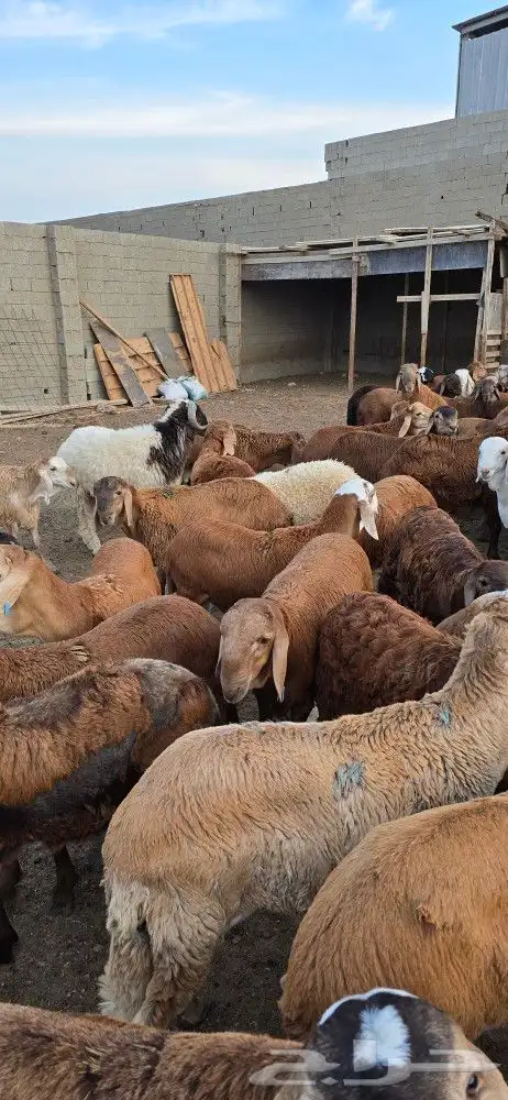 خرفان جدعان للبيع 8