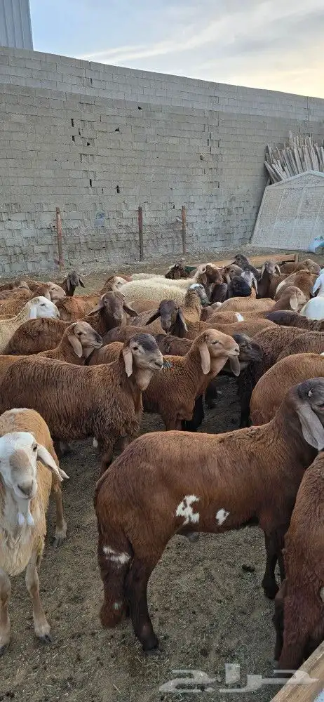 خرفان جدعان للبيع 6