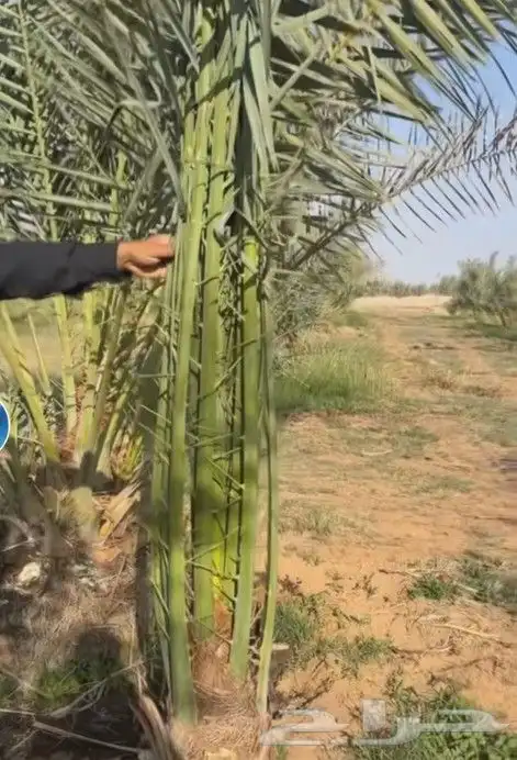 فراخه صقعي ومجدول 6